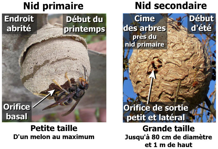 Description des nids du frelon asiatique